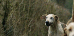 Fox Hunting (supportfoxhunting.co.uk)