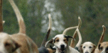 Fox Hunting (supportfoxhunting.co.uk)