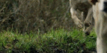 Fox Hunting (supportfoxhunting.co.uk)